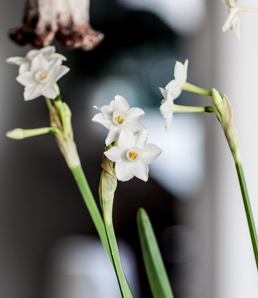 How to Force Paperwhites